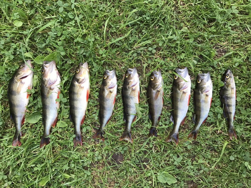Eurasian perch