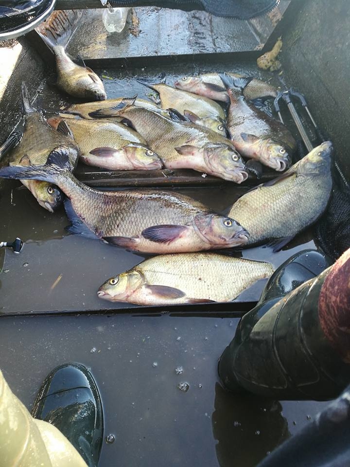 Carp bream