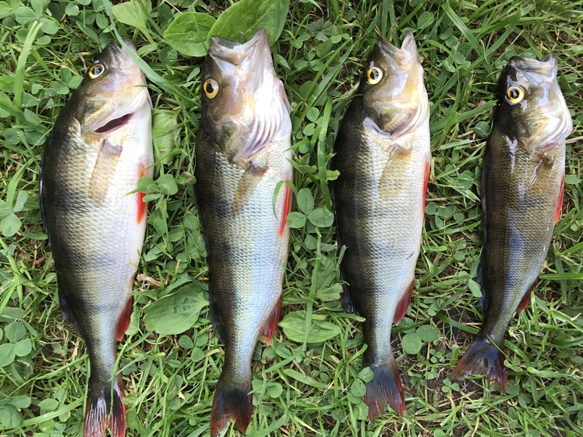 Eurasian perch