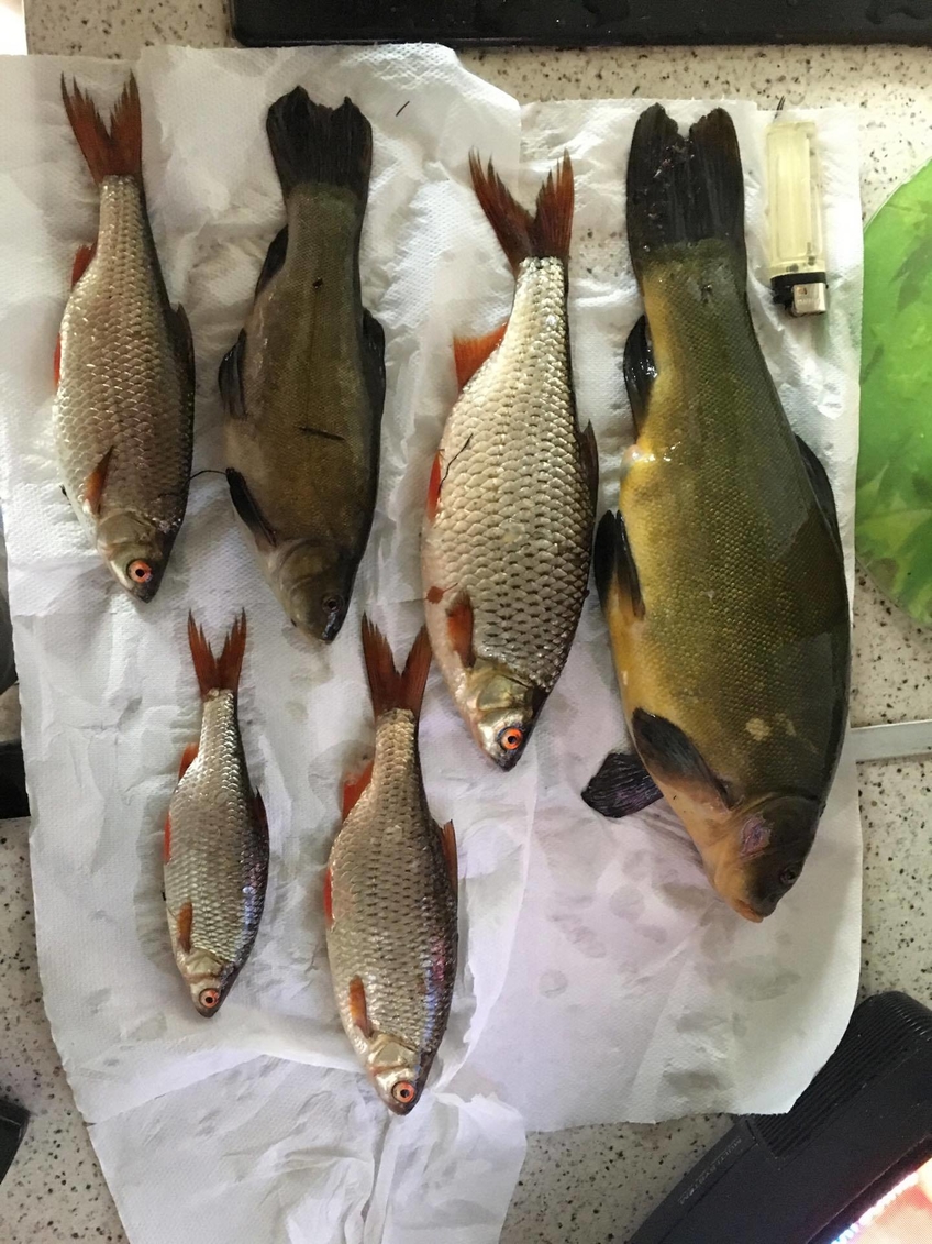 Tench