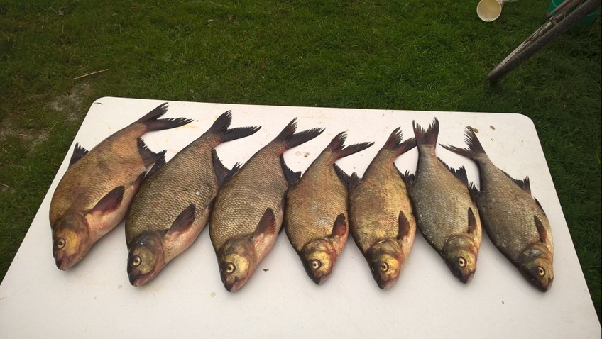 Carp bream