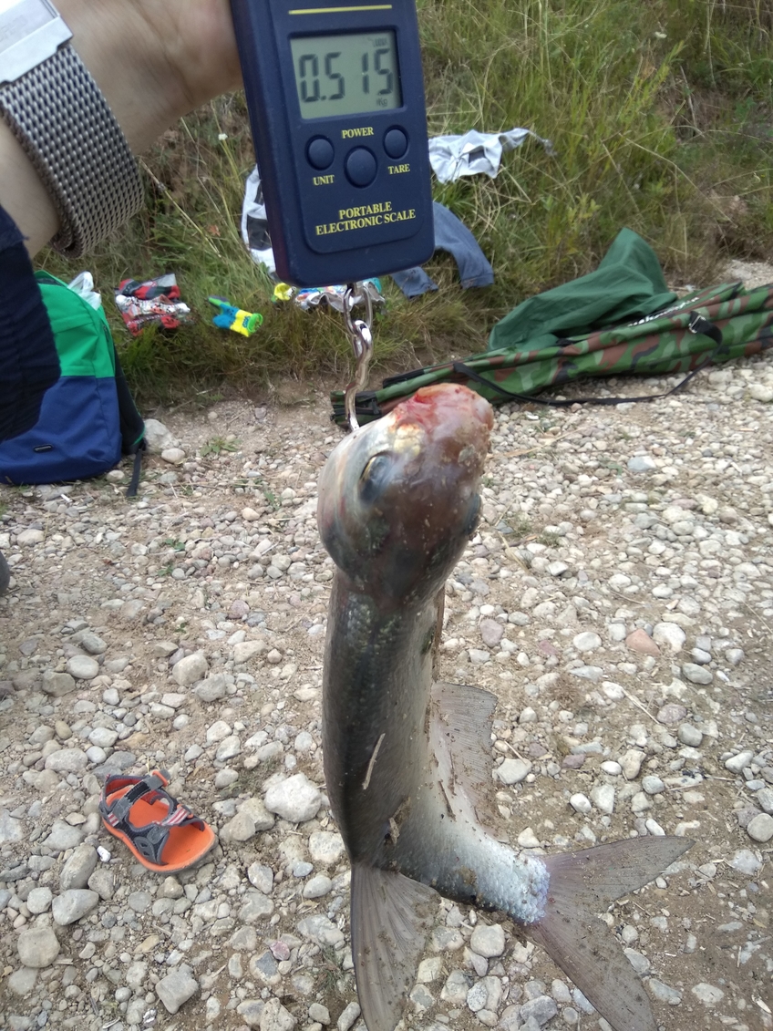 Carp bream