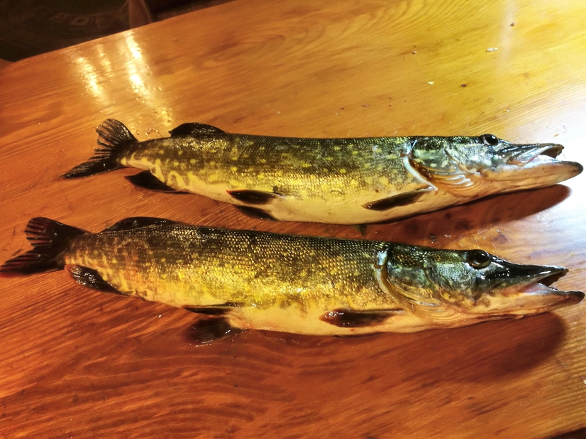 Northern Pike