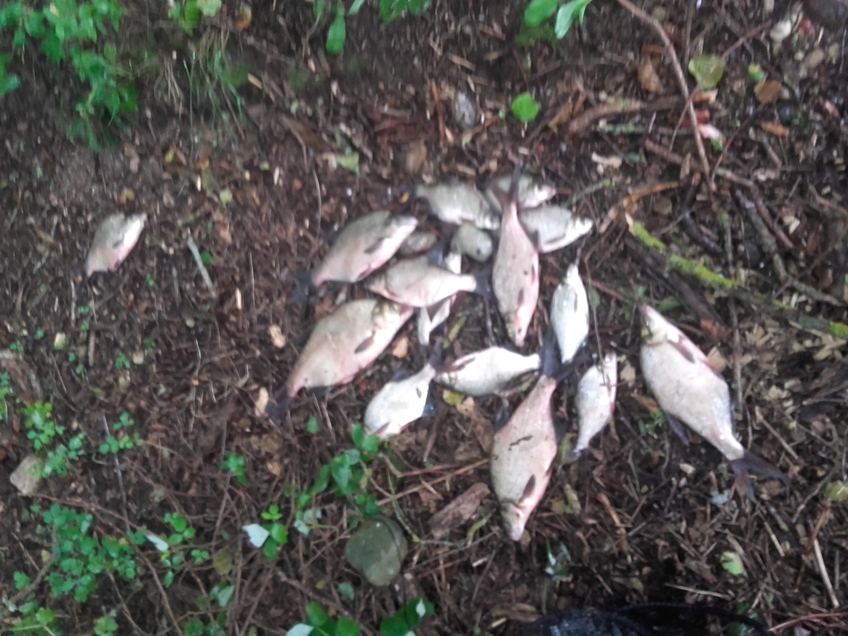 Carp bream