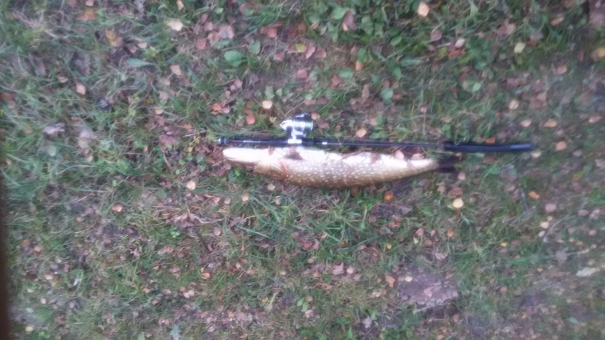 Northern Pike