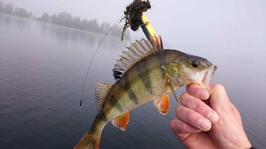 Eurasian perch