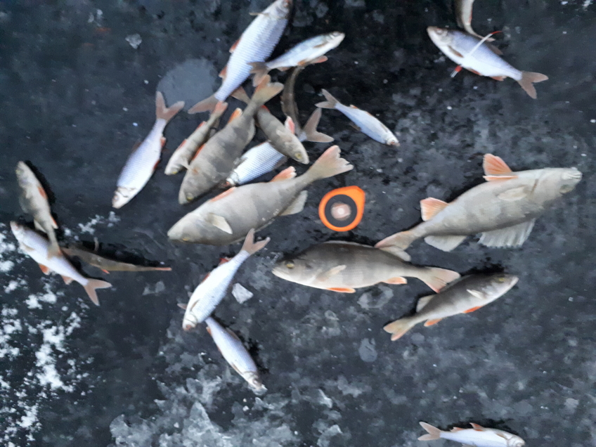 Eurasian perch