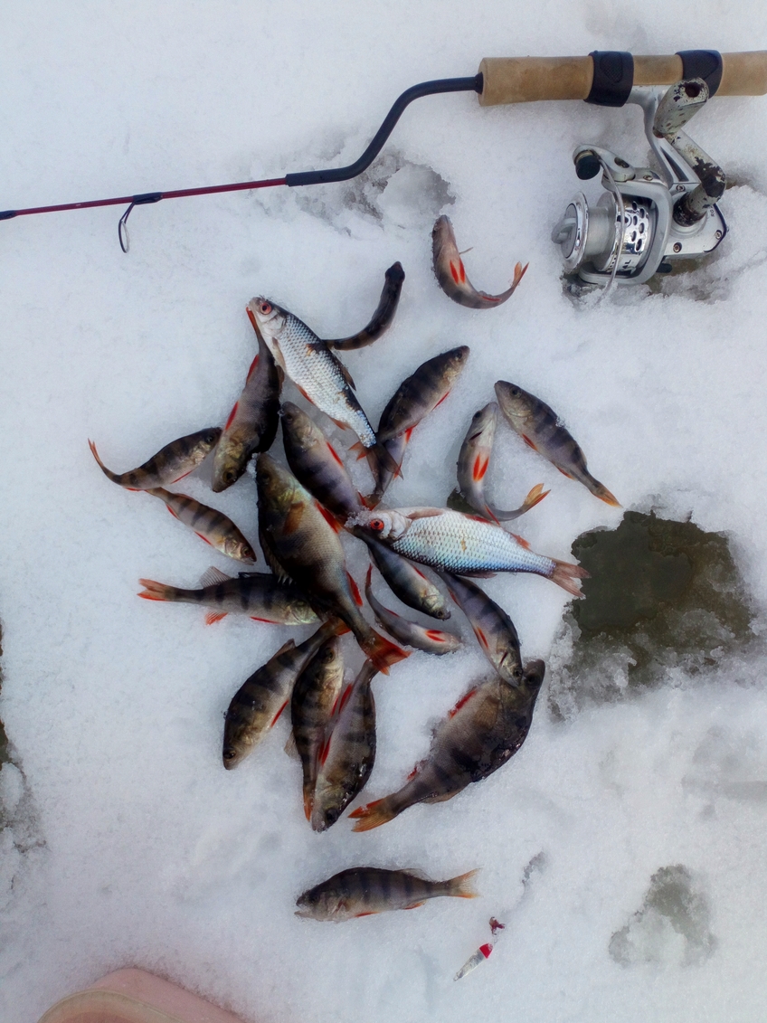 Eurasian perch