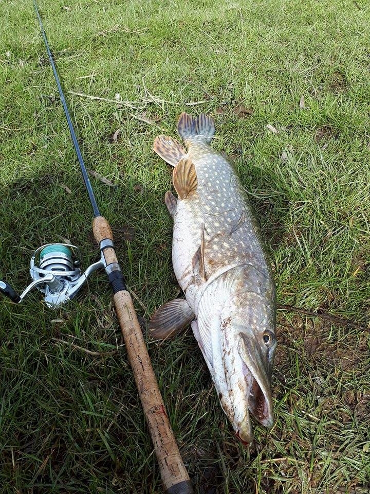 Northern Pike