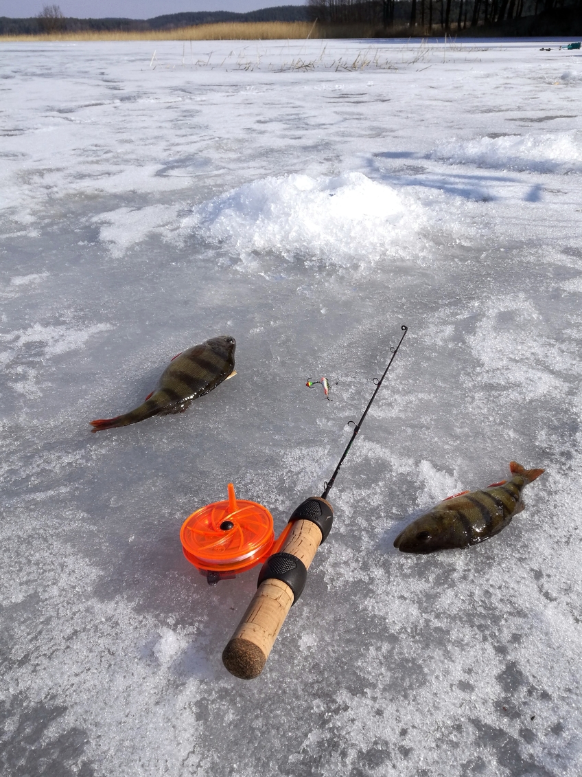 Eurasian perch