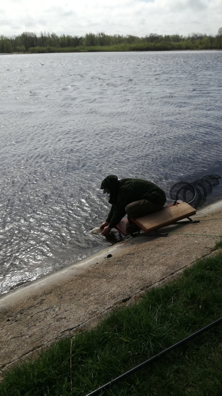 Carp bream