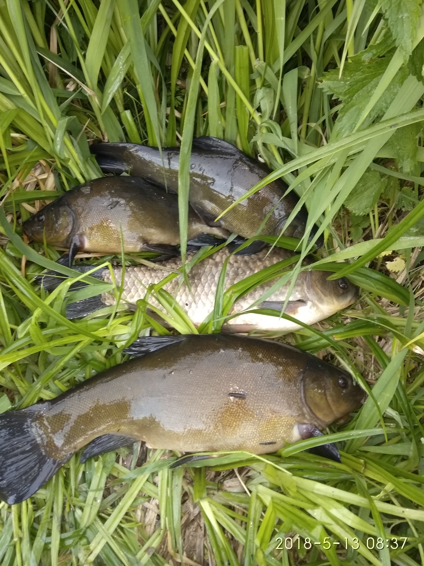 Tench