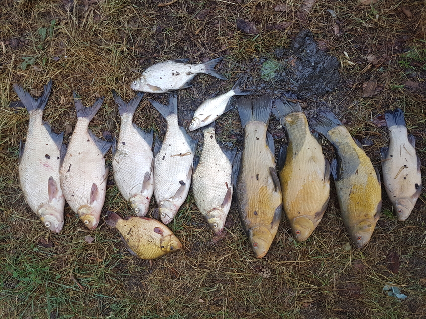 Carp bream
