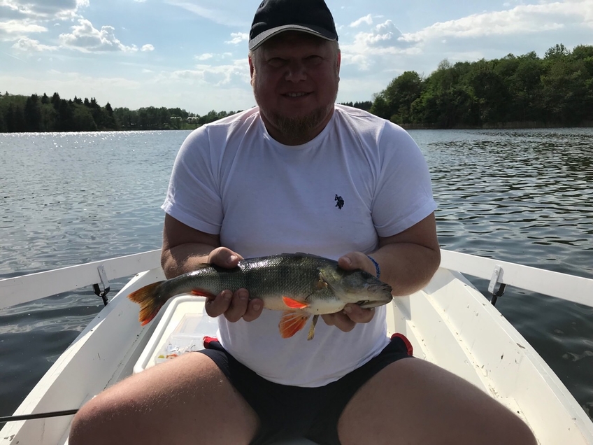Eurasian perch