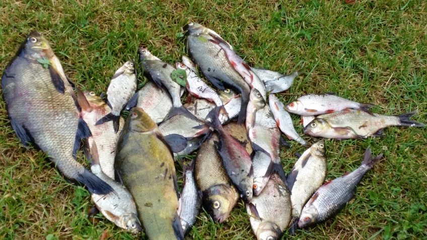 Tench