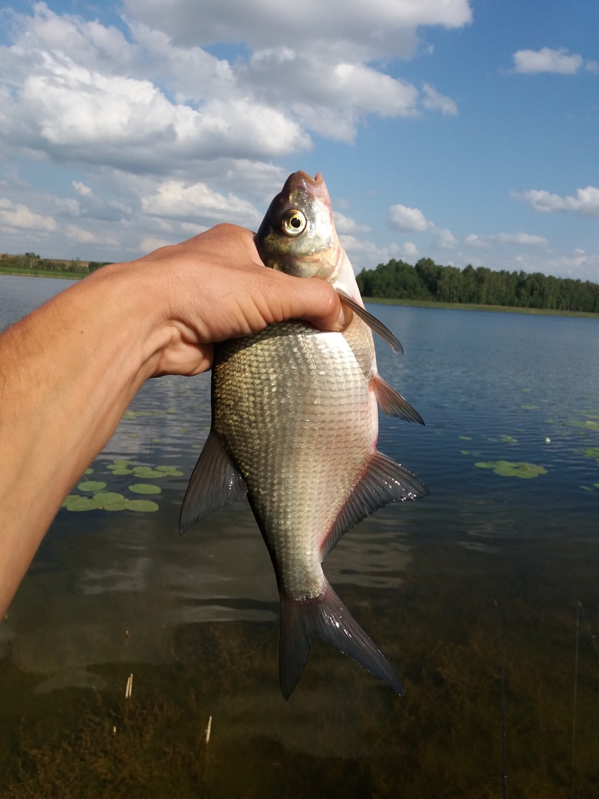 Carp bream