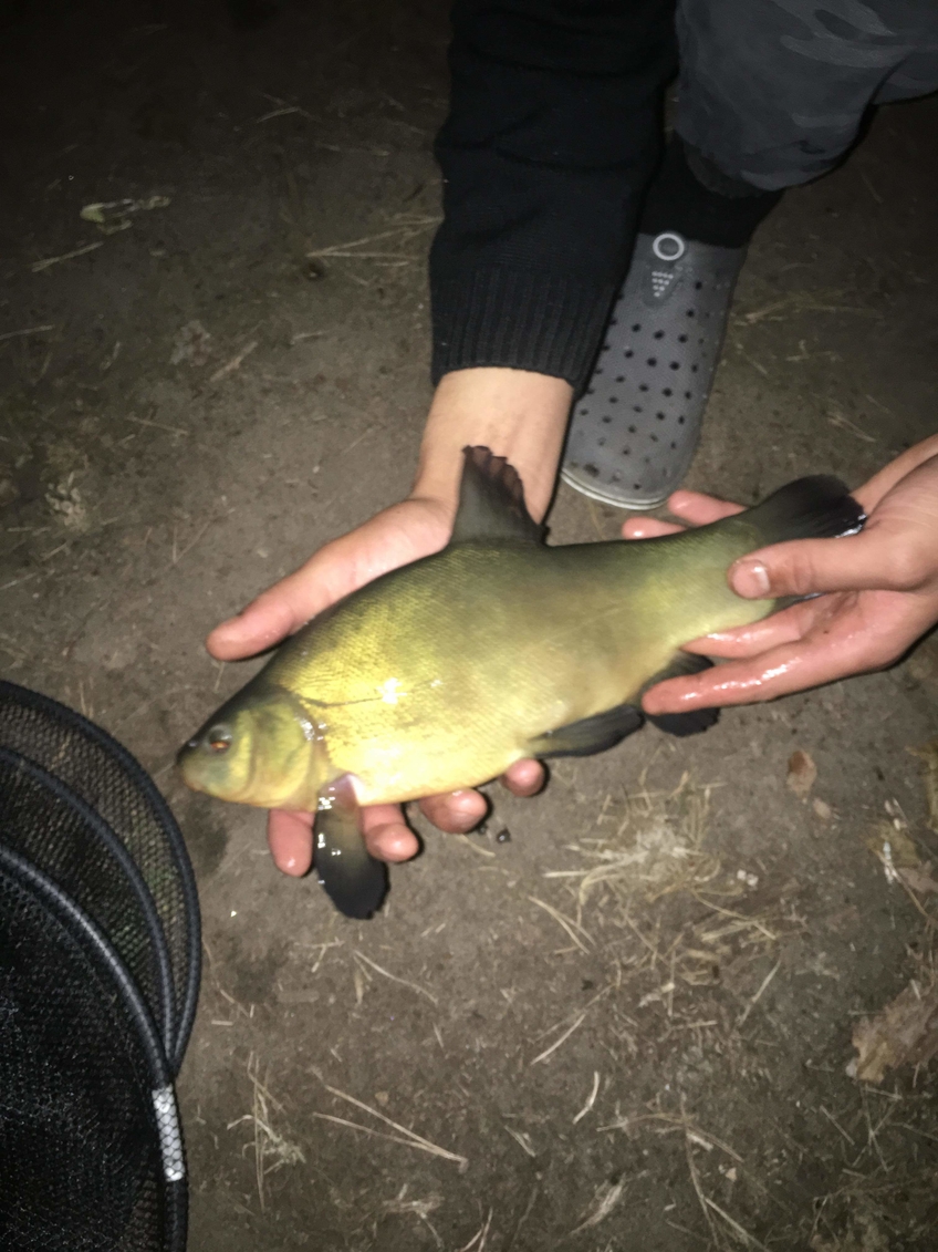 Tench