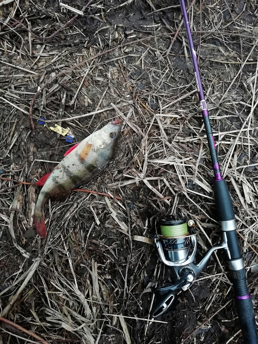 Eurasian perch