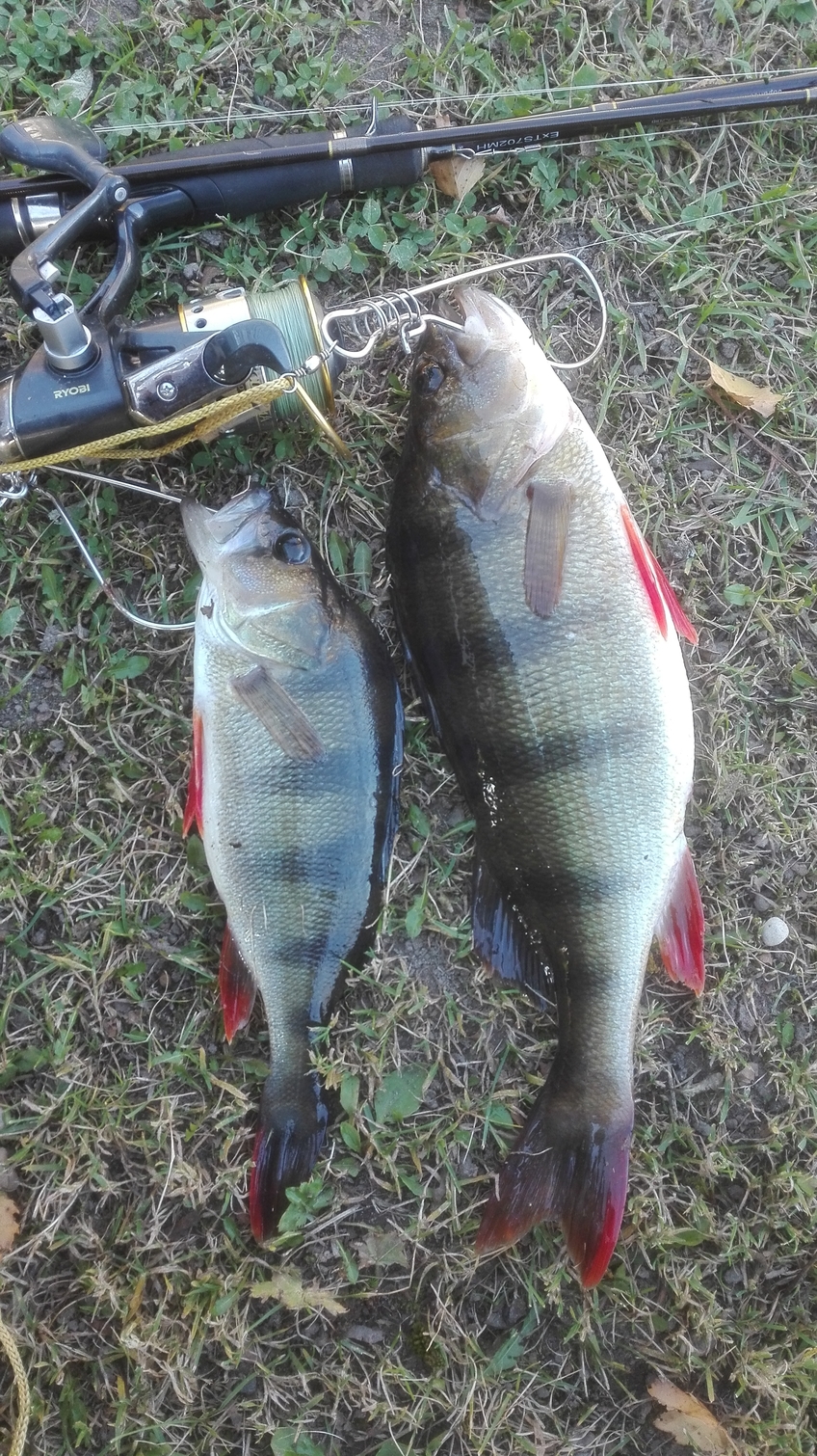 Eurasian perch