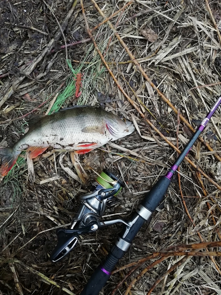 Eurasian perch