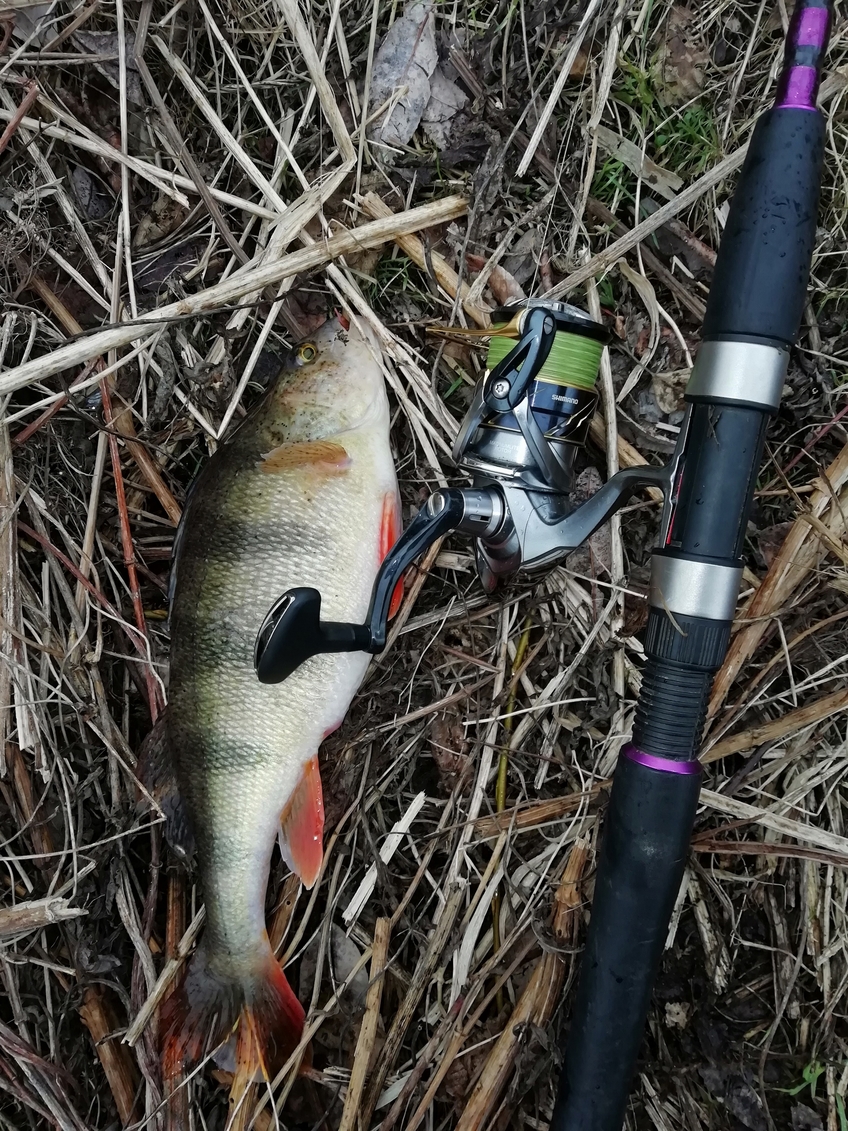 Eurasian perch
