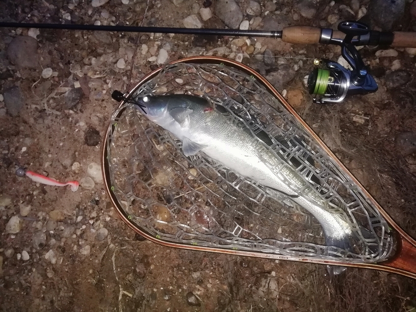 Pike perch