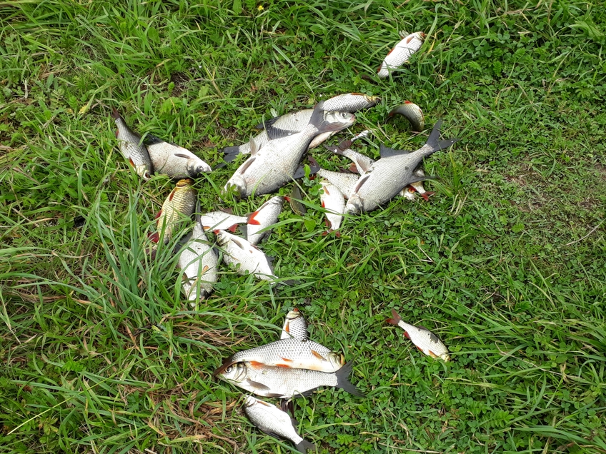 Carp bream