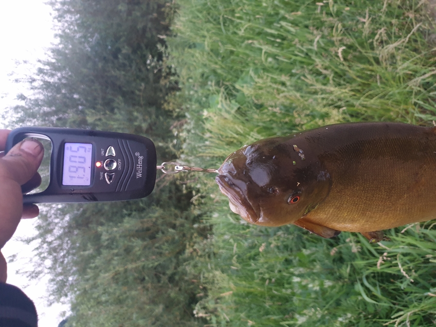 Tench