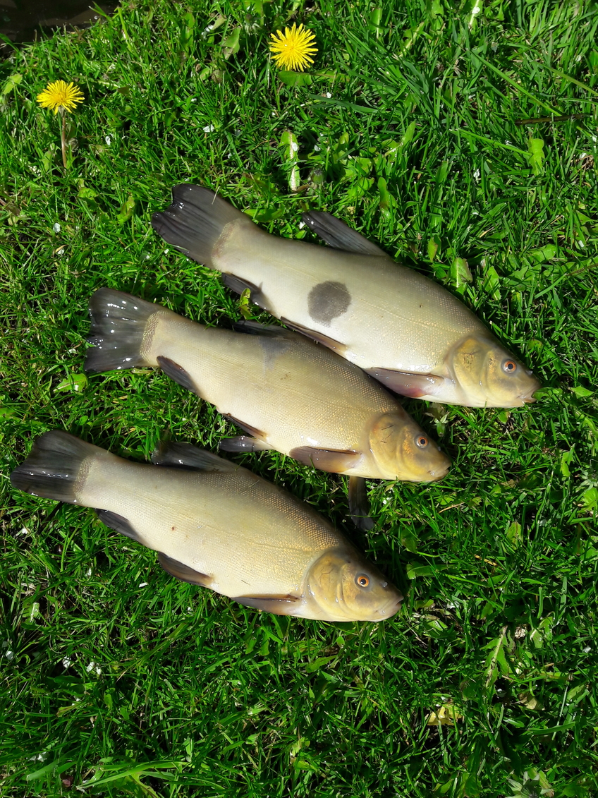 Tench