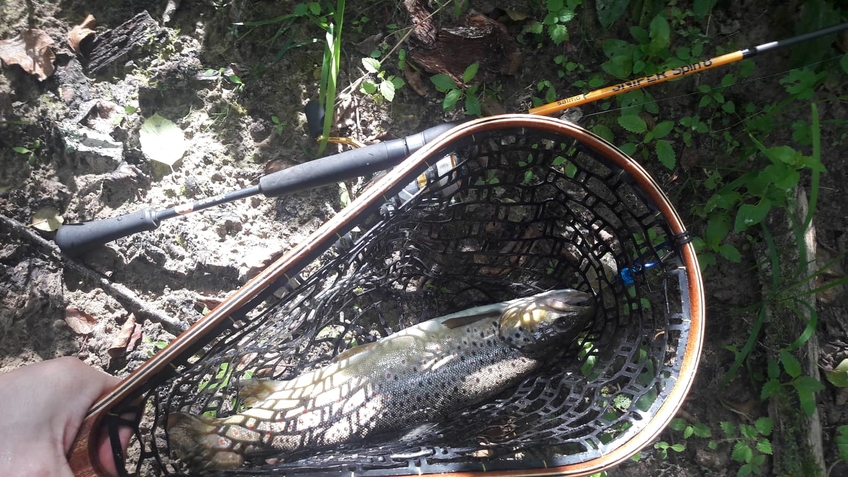 Brown Trout