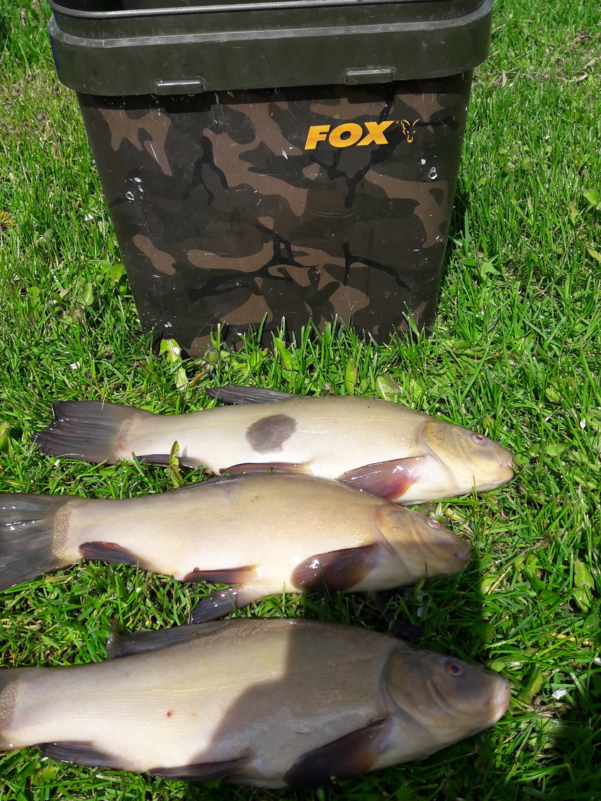 Tench