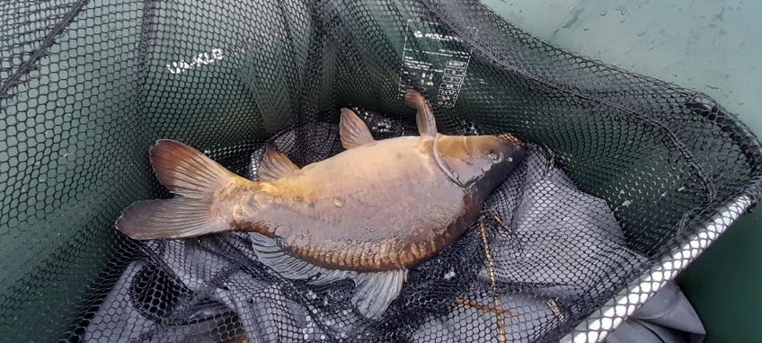 Mirror carp