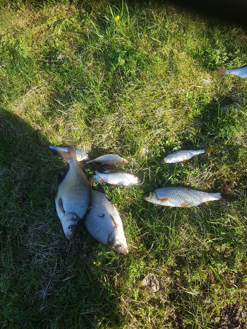 Carp bream