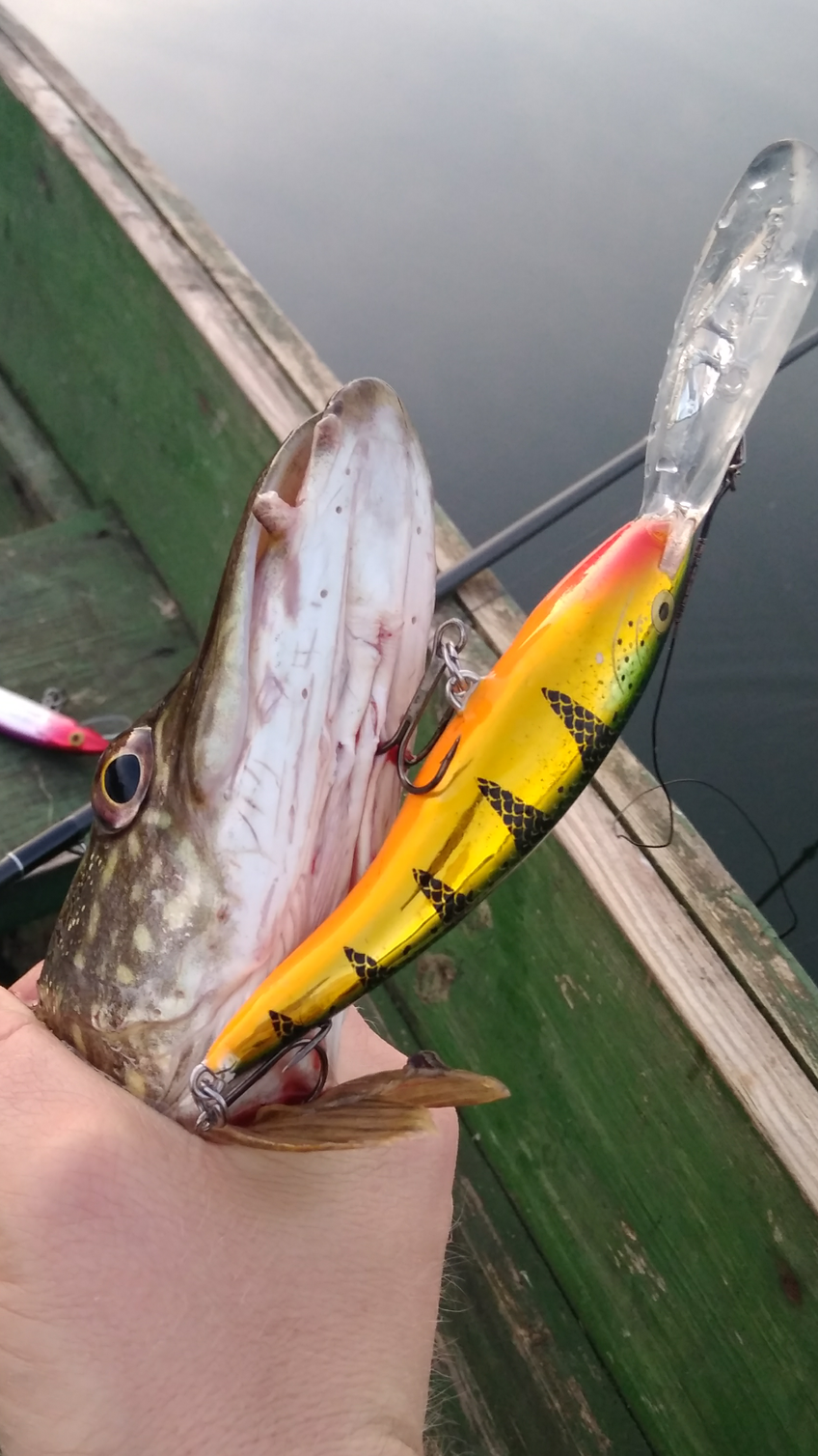 Northern Pike