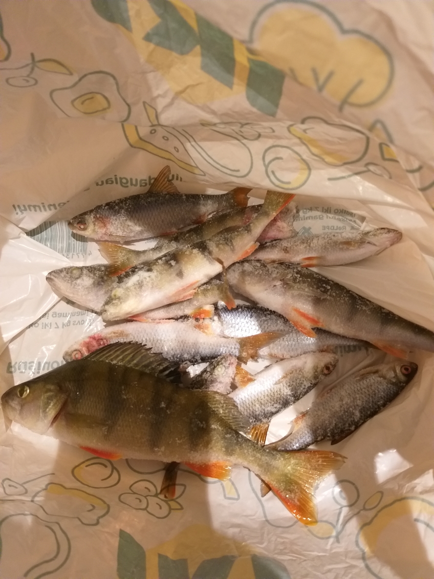 Eurasian perch