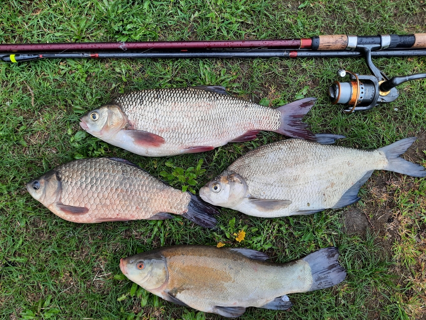 Tench