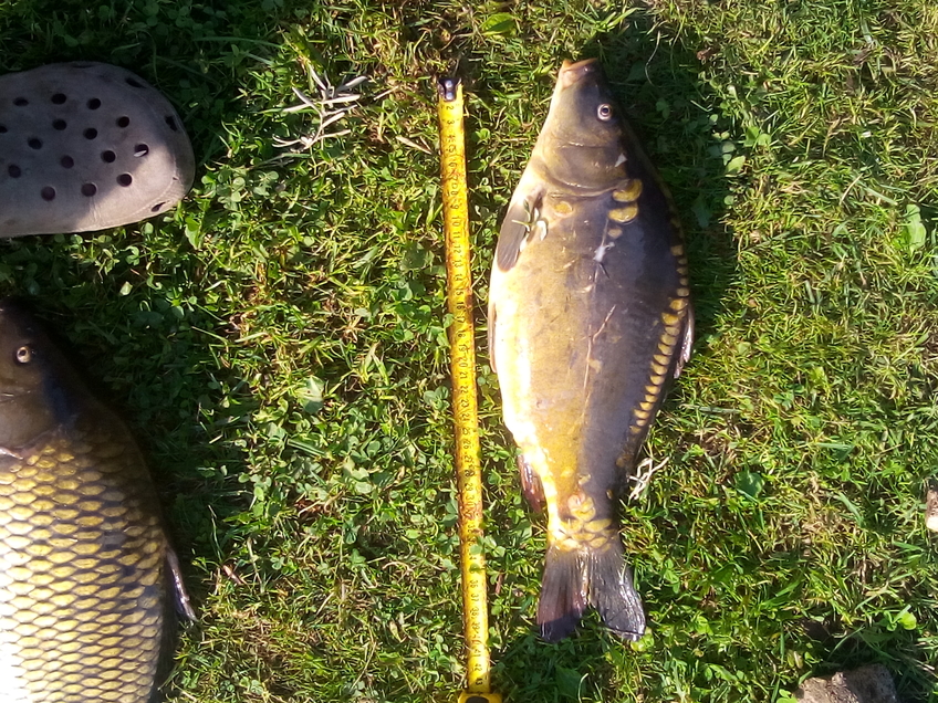 Carp