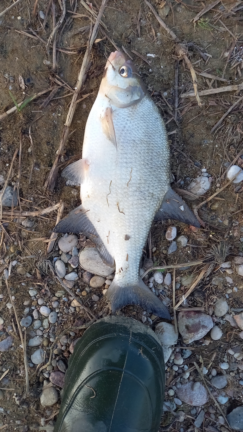 Carp bream
