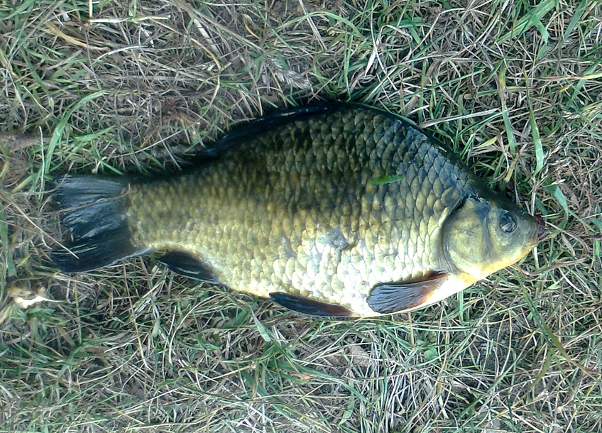 Crucian carp