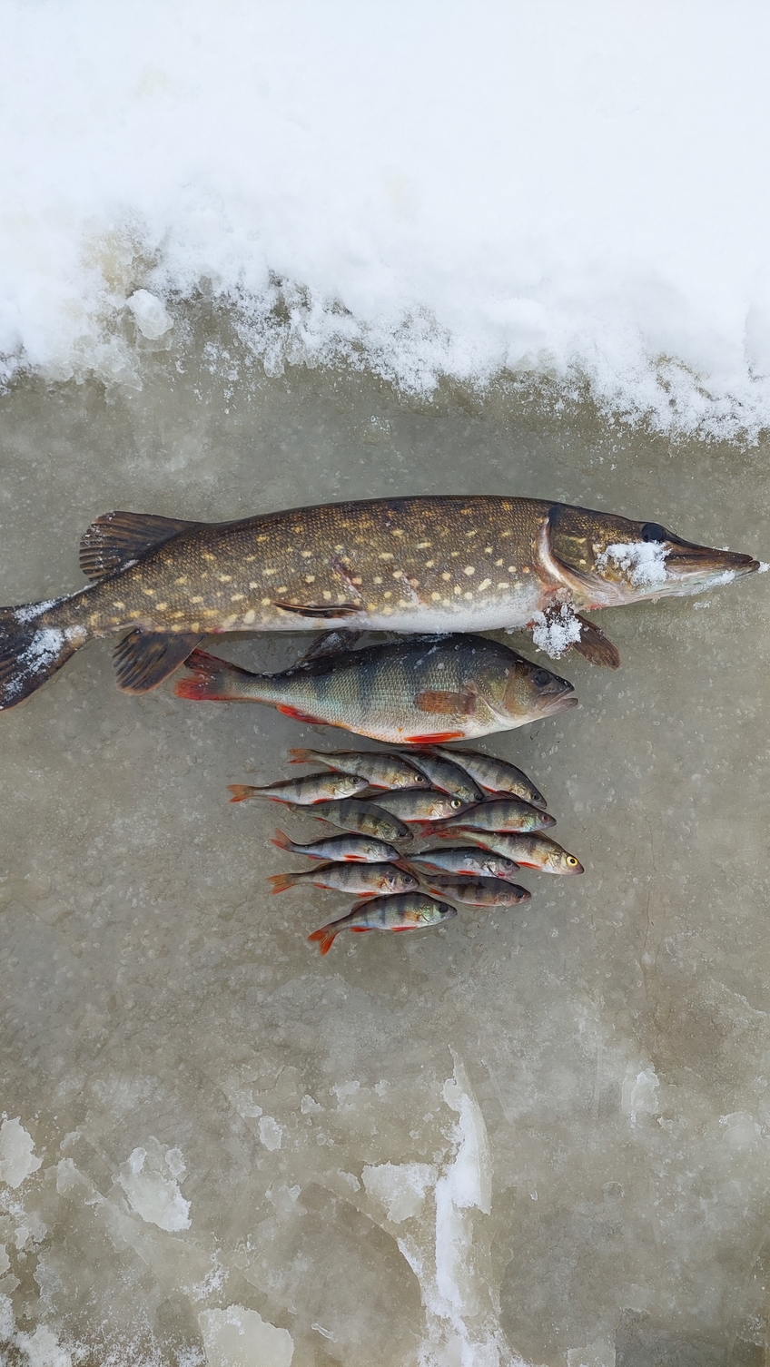 Northern Pike