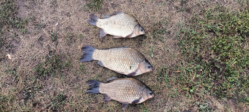 Prussian carp