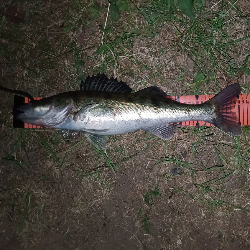 Pike perch