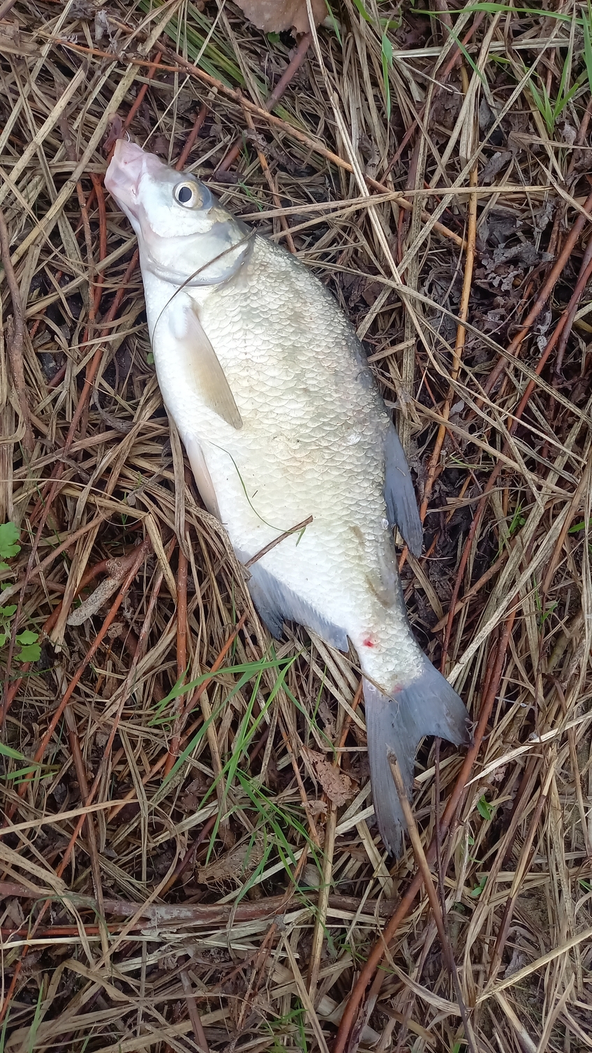 Carp bream