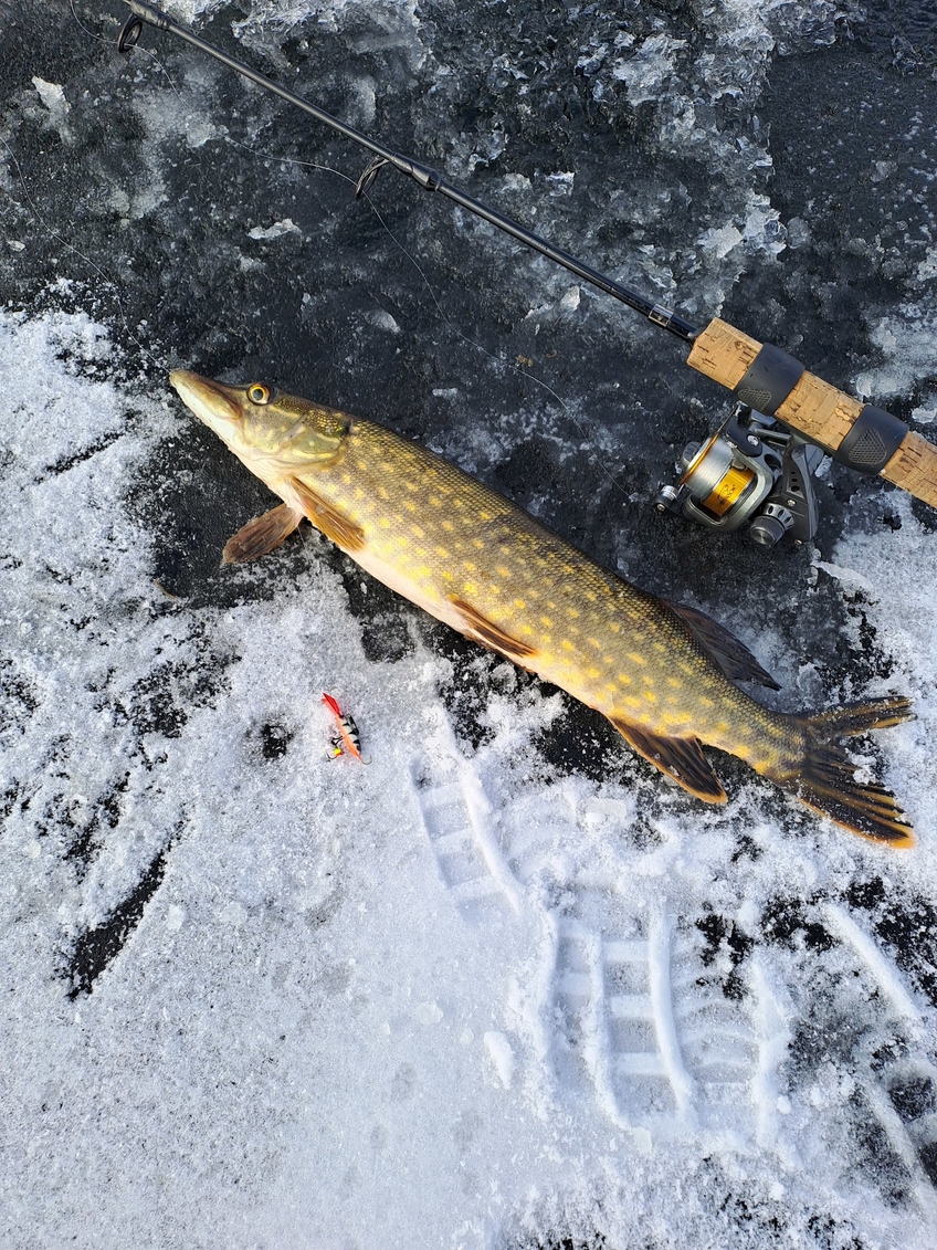 Northern Pike