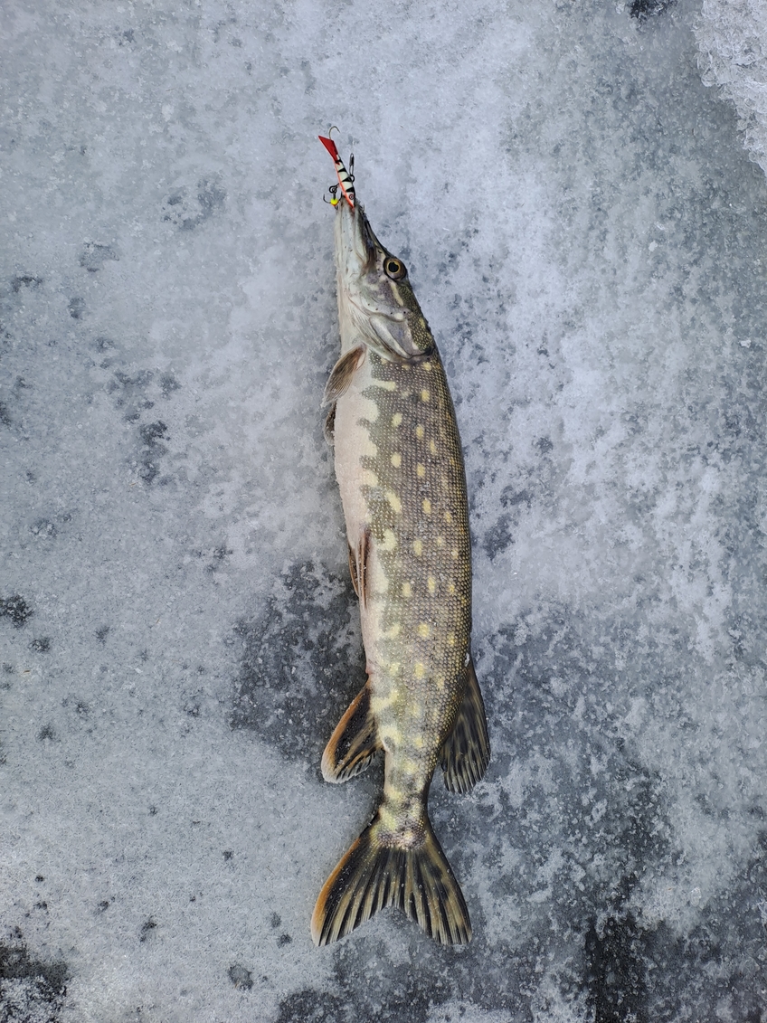 Northern Pike