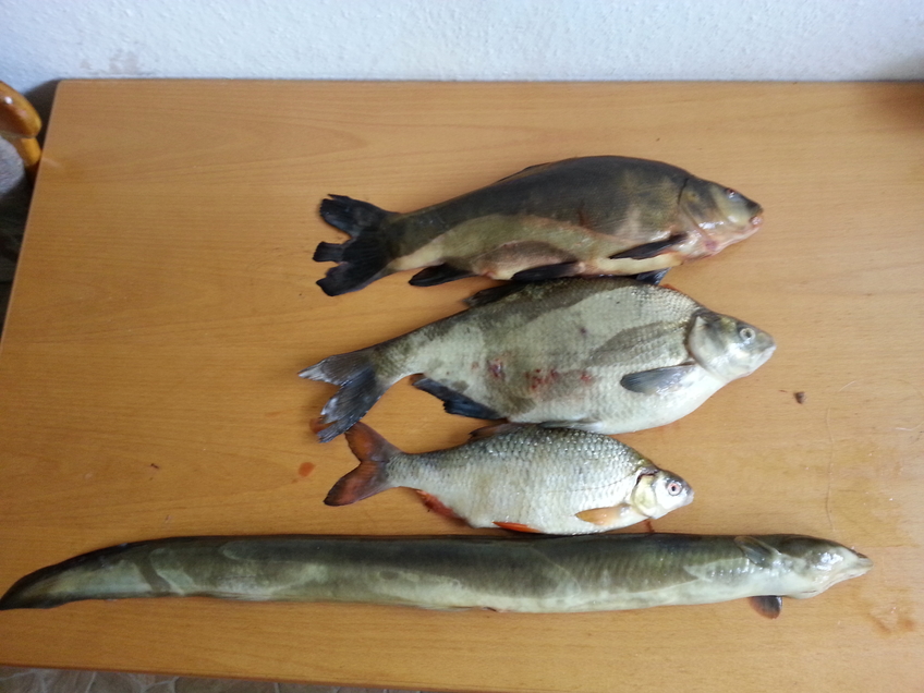 Tench
