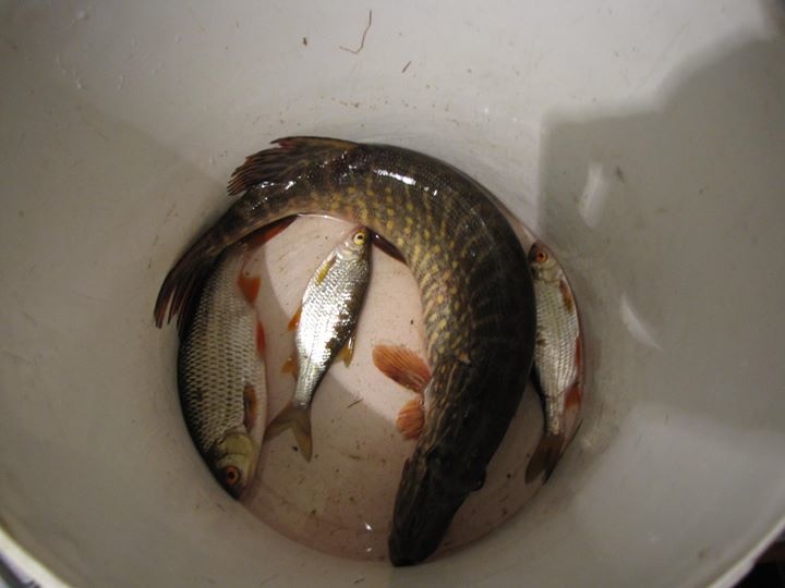 Northern Pike