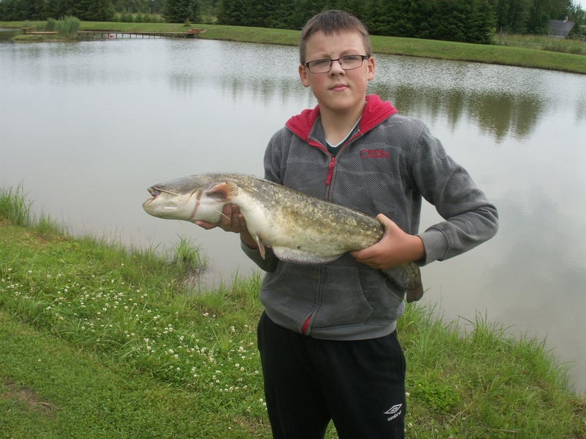 Wels catfish