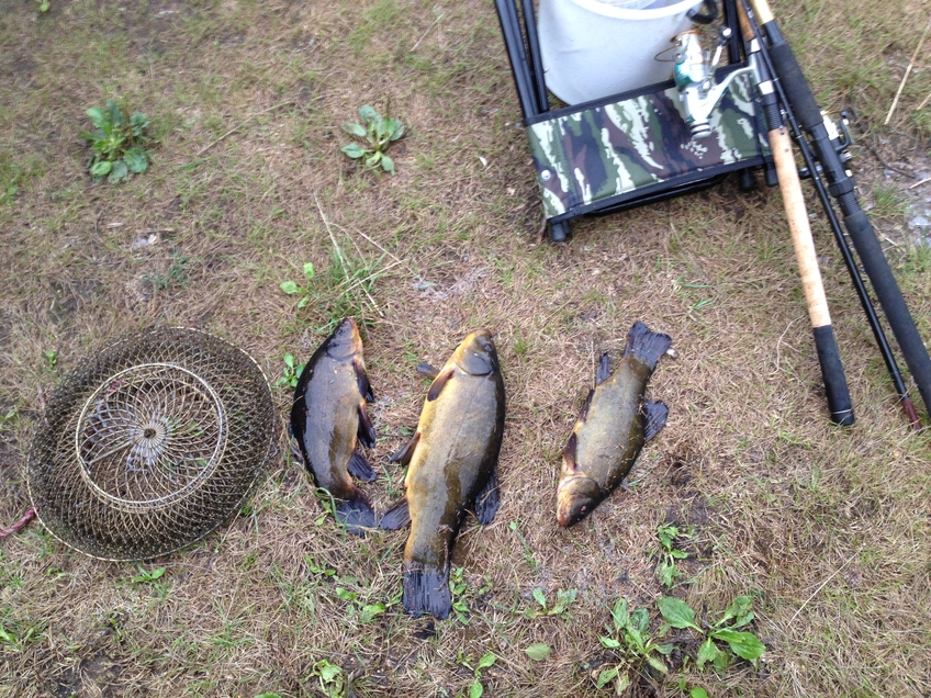 Tench