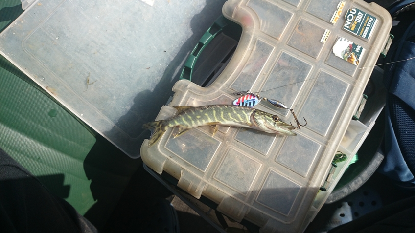 Northern Pike